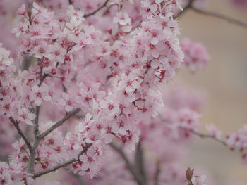 Close-up of pink cherry blossoms in spring