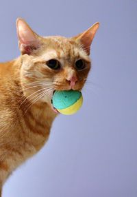 Portrait of cat