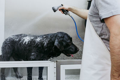 Man cleaning dog with water