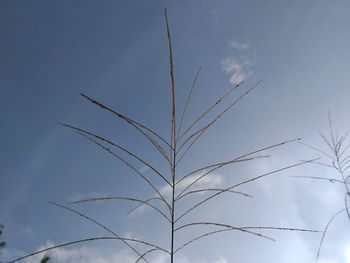 Low angle view of stalks against blue sky