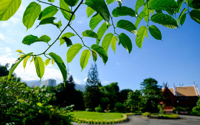 Scenic view of trees against sky