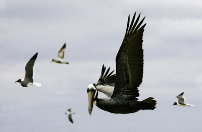 Birds flying in sky