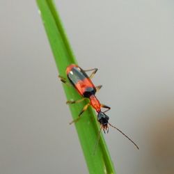 Close-up of insect on plant