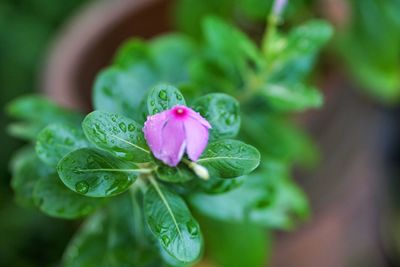 Close-up of pink flowering plant