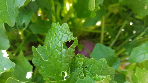 Close-up of insect on leaf