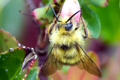 Close-up of bee on flower