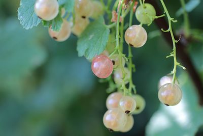 Close-up of berries growing on tree