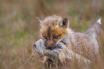 Portrait of fox on field