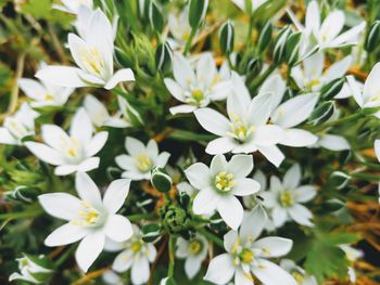 Close-up of white flowering plants