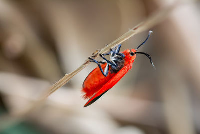 Close-up of insect on twig