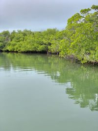Scenic view of lake in forest against sky