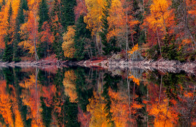 Reflection of trees in lake during autumn