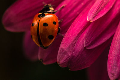 Close-up of ladybug on pink flower