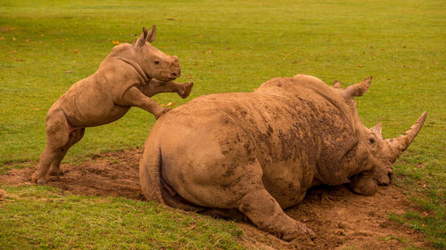 White rhino calf seeking attention from its mother