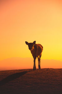 On top of of mount wakakusa with light during a low warm winter sun sight before sunset nara deer 