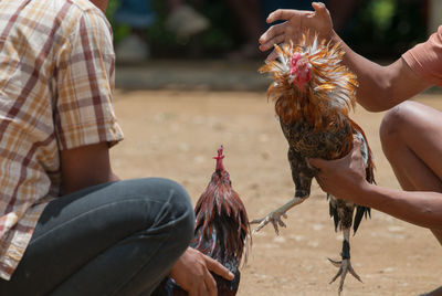 Cockfighting in tana toraja