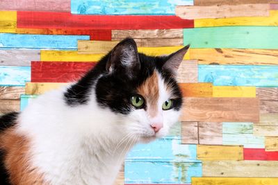 Close-up of cat against colorful wall