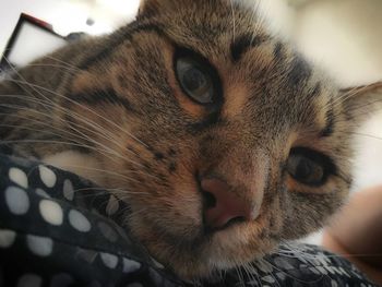 Close-up portrait of cat