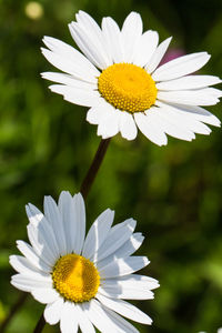 Close-up of white daisy flower