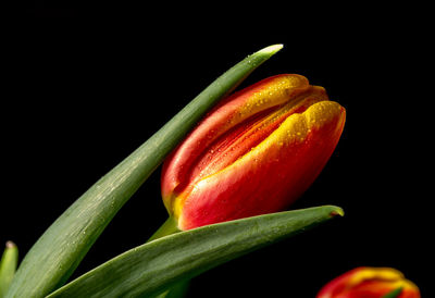 Close-up of green chili pepper against black background