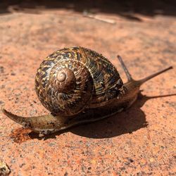 High angle view of snail on footpath