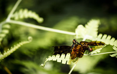 Close-up of insect on plant