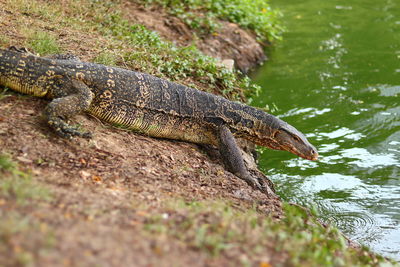 Close-up of a lizard on a rock