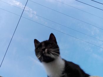 Close-up of cat on cable against sky