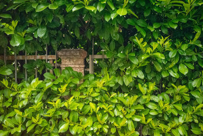 Close-up of ivy growing on plant