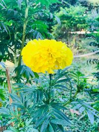 Close-up of yellow flowers blooming outdoors