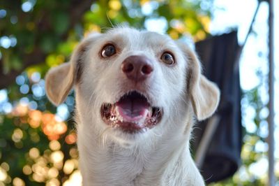 Close-up portrait of dog