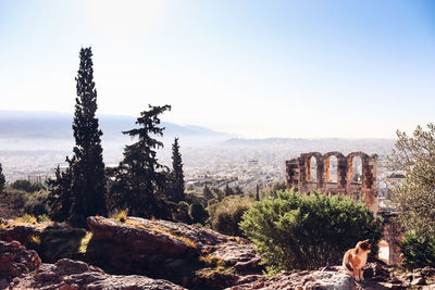 Plants growing on land against sky