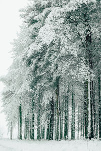 Snow covered pine trees in forest