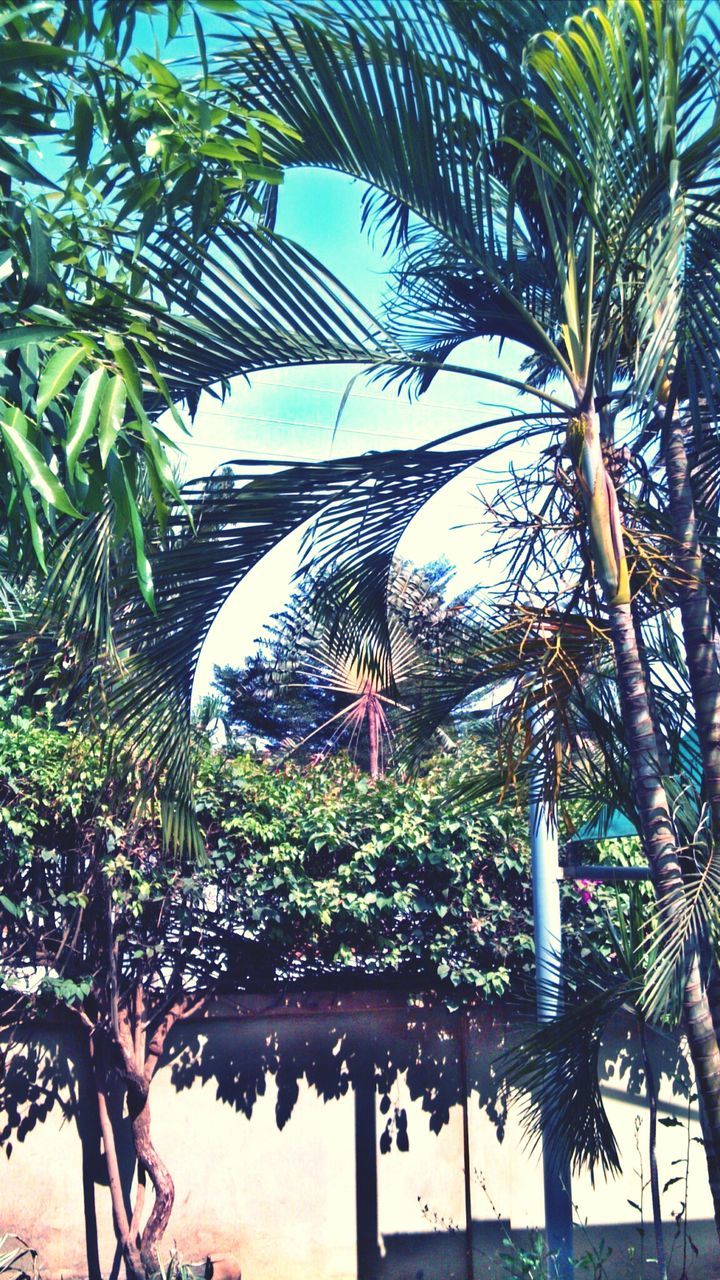 palm tree, tree, growth, low angle view, leaf, branch, green color, coconut palm tree, tree trunk, built structure, nature, building exterior, palm leaf, architecture, clear sky, sky, tropical climate, day, sunlight, tropical tree