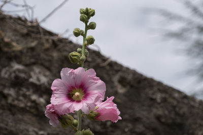 Close-up of pink flowers blooming outdoors