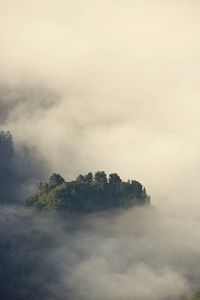 Trees on landscape against sky