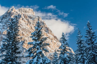 Low angle view of pine tree against sky during winter