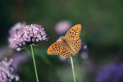 Close-up of butterfly pollinating on purple flower