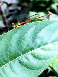 Close-up of insect on leaf