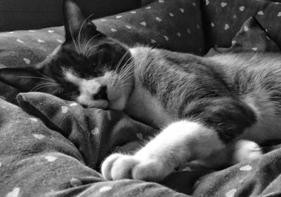 Close-up of cat sleeping on bed