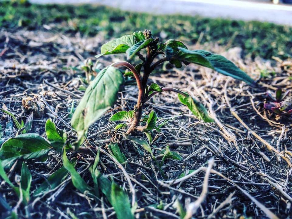 CLOSE-UP OF PLANT ON FIELD