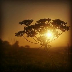 Close-up of plant against sunset sky