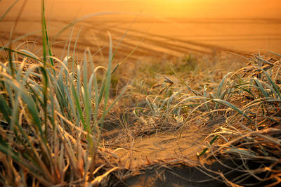 Close-up of stalks in field against sunset