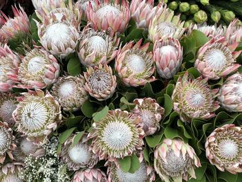 High angle view of flowering  protia flowers in a cluster