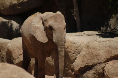 Elephant by rocks at zoo