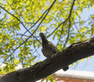 Low angle view of bird perching on branch