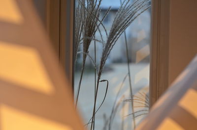 Close-up of plant against sky seen through window