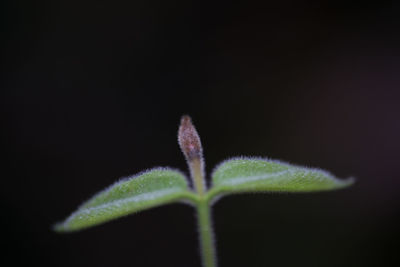 Close-up of plant against black background