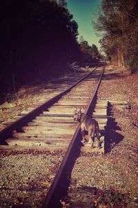 Railroad tracks on field