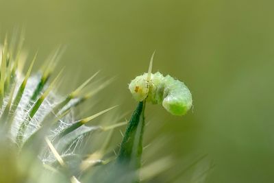 Close-up of white flower